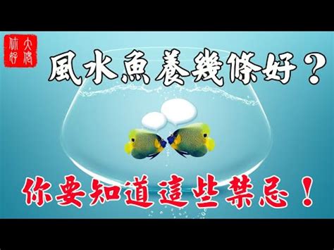 風水魚缸數量|養魚數量與風水